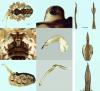 Leiobunum religiosum